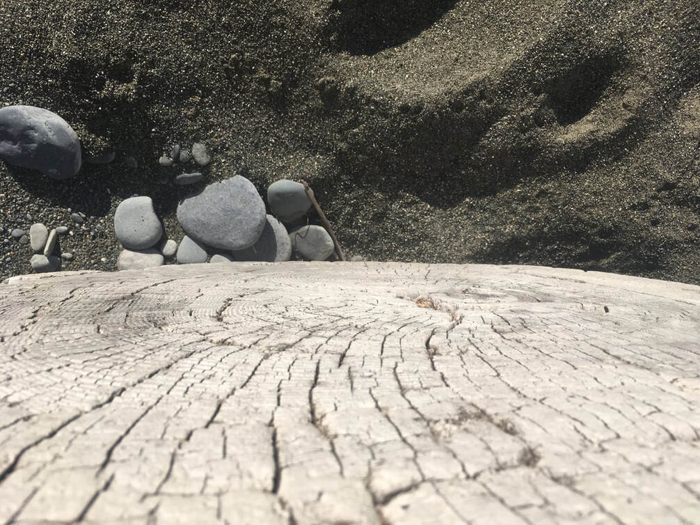 oregon coast driftwood